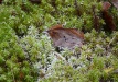 Moss Bed