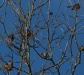Sunbathing Robins