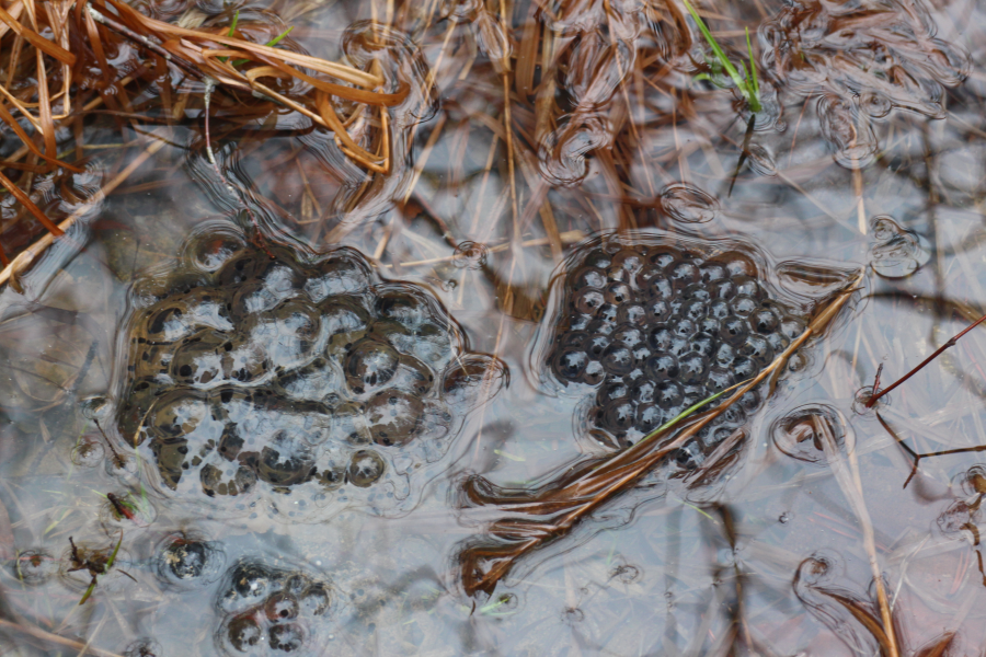 frog_spawn