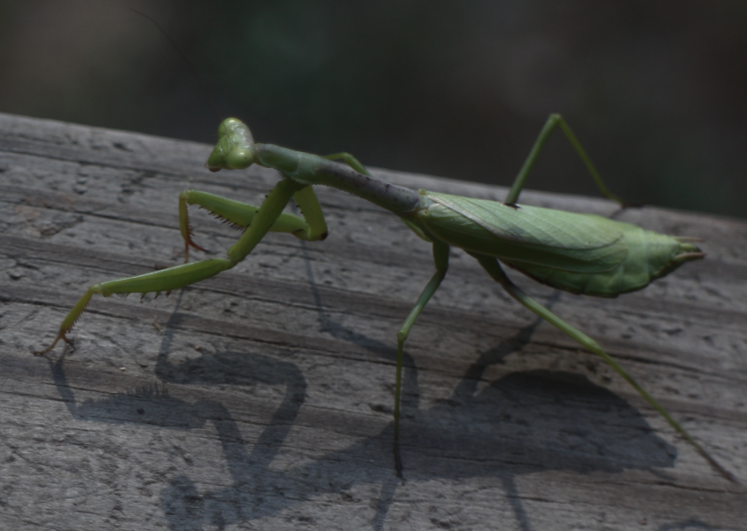 mantis.png